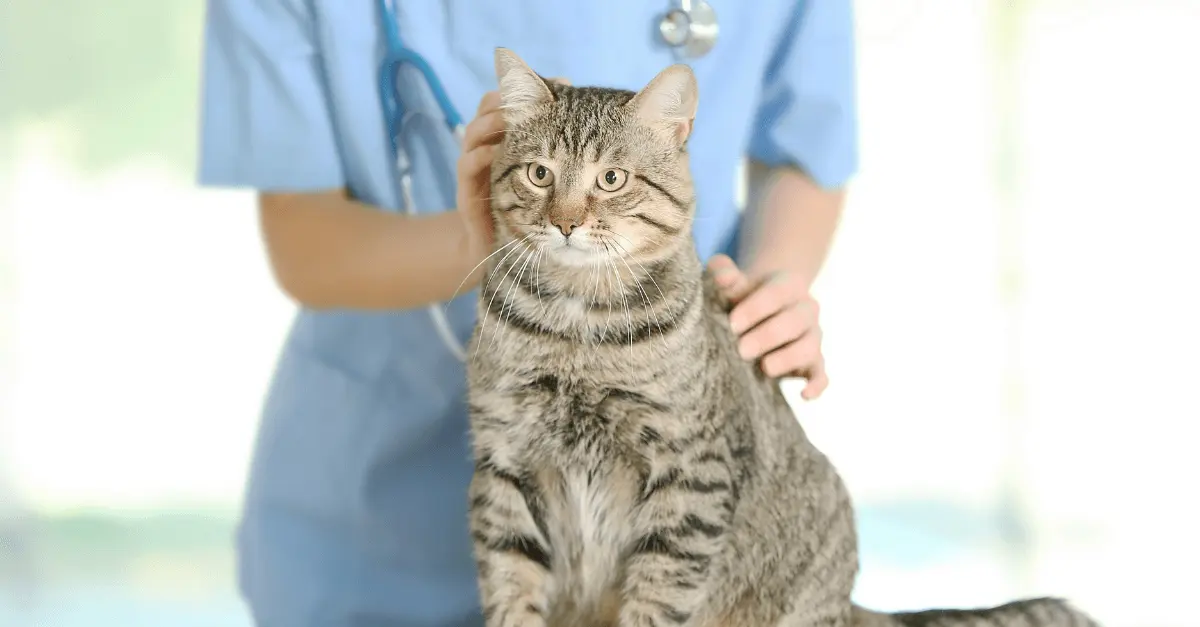 AI-driven diagnostic tool can predict chronic kidney disease in cats two years before onset