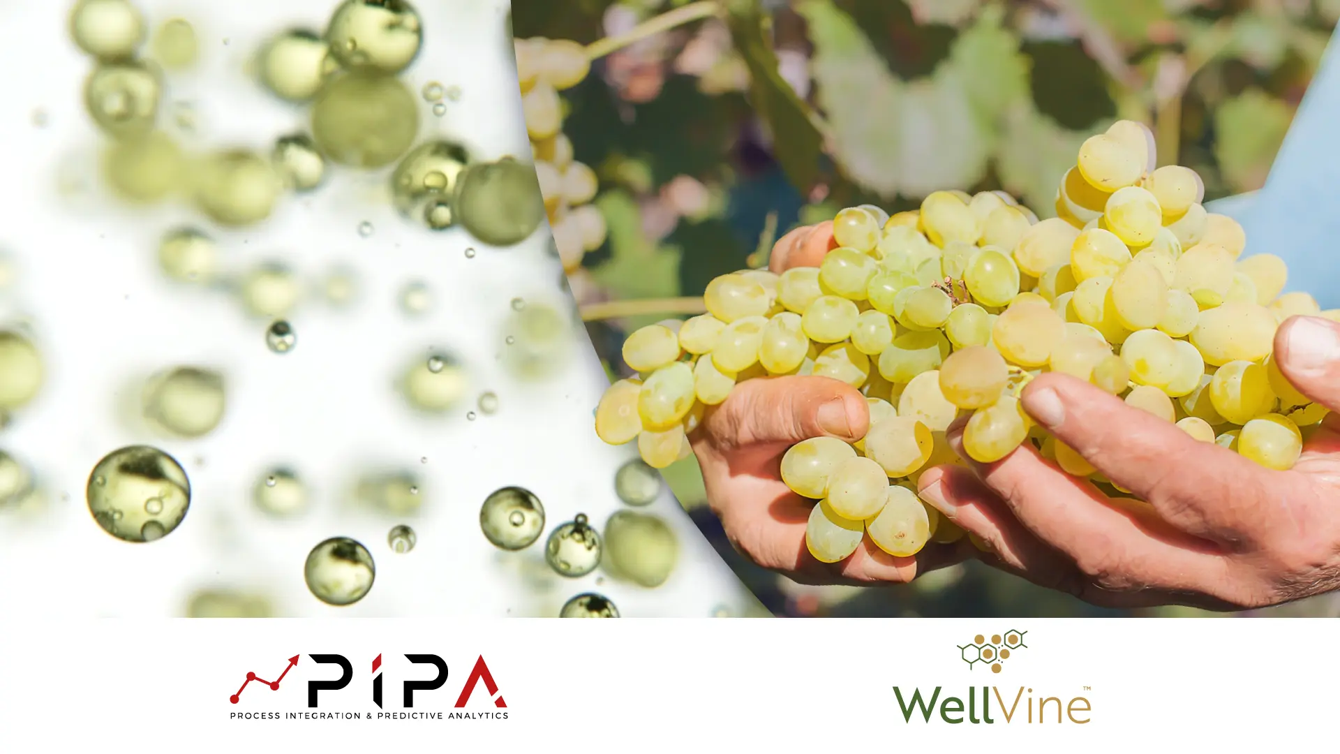 PIPA Partners With Sonomaceuticals To Accelerate the Commercialization of WellVine™, the nutritious, tasty superfood from Chardonnay Marc