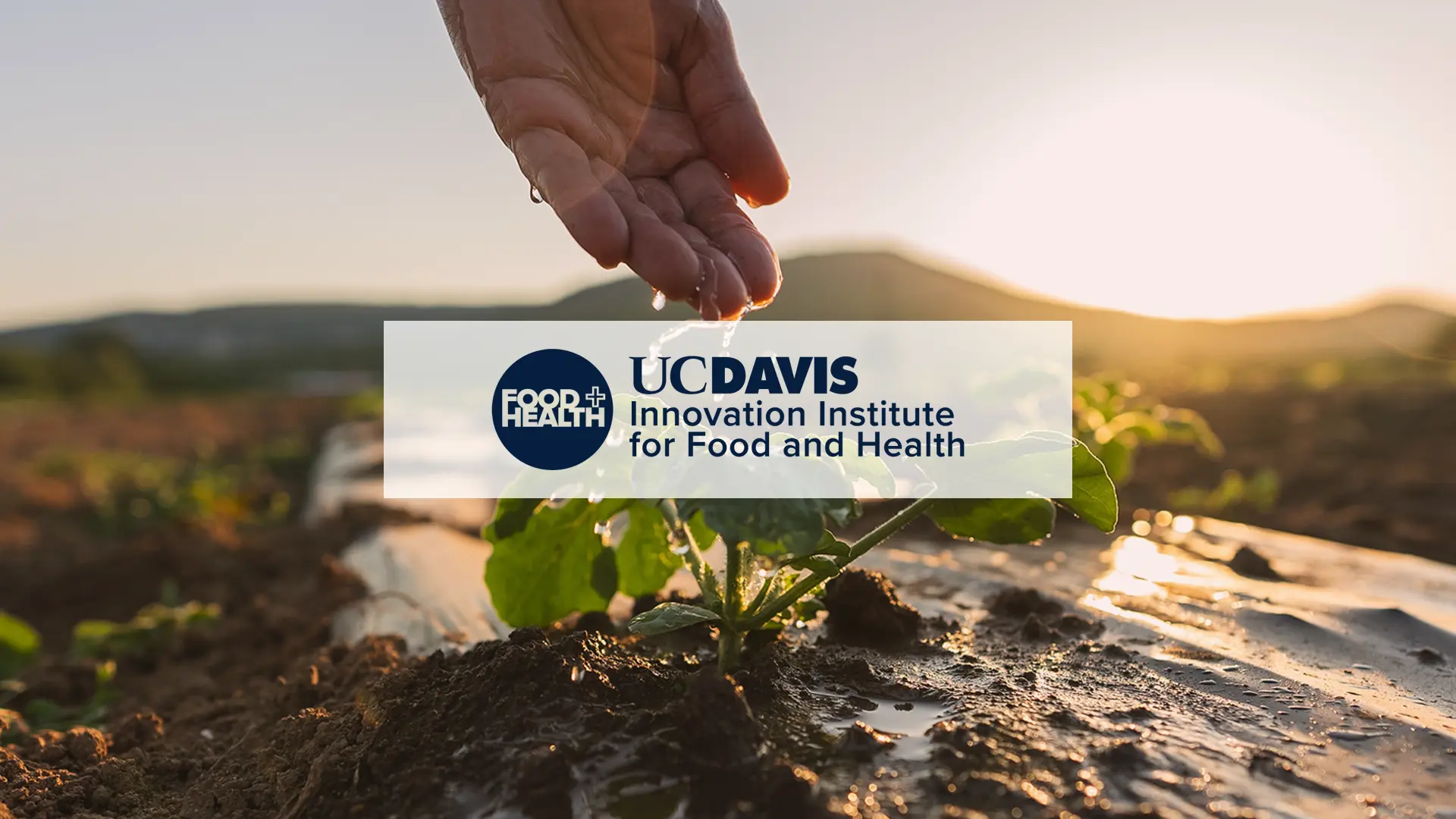 Transforming food systems through AI: An IIFH spotlight