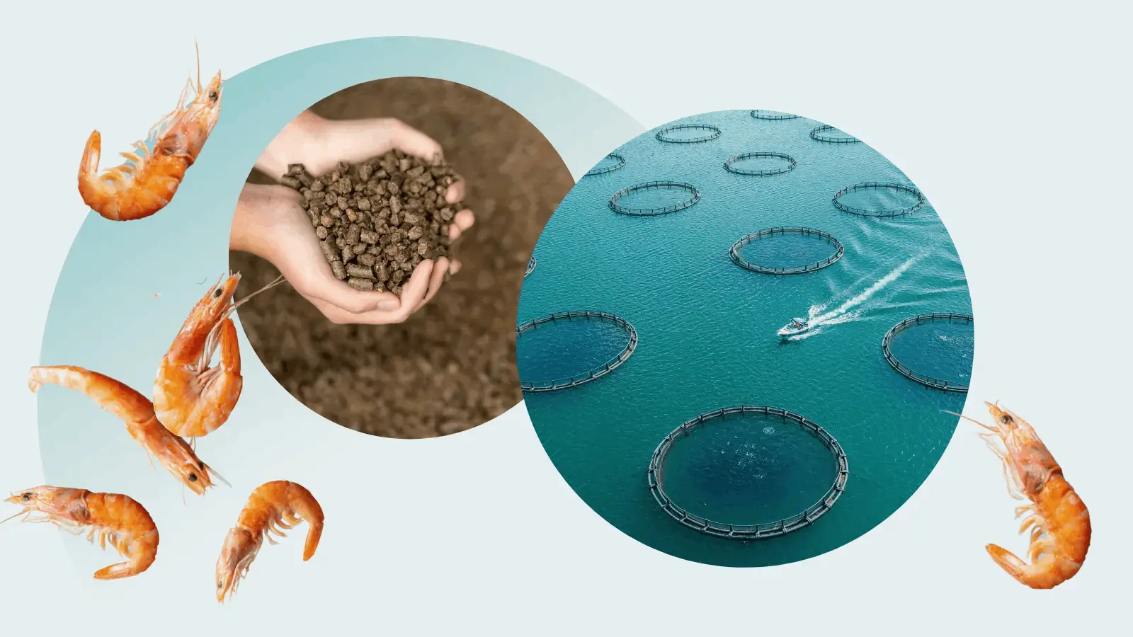 Improving Shrimp Taste With AI-Driven Feed and Process Optimization